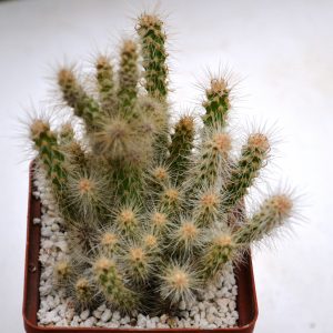 Opuntia spinosior