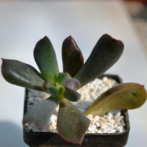 Echeveria 'Dark Vader'