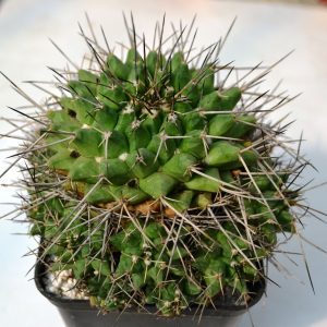 Mammillaria  sp.  - куст