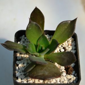 Echeveria affinis cv. 'Black River'