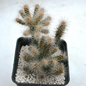 Opuntia spinosior