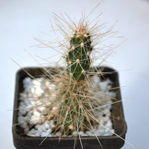 Opuntia poliacantha v. juniperina LZ 53s
