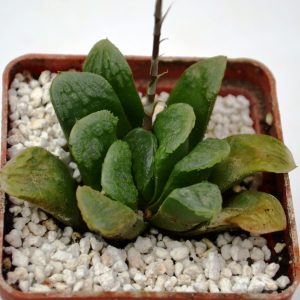 Haworthia cv. " Chevagri"