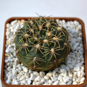 Gymnocalycium quehlianum
