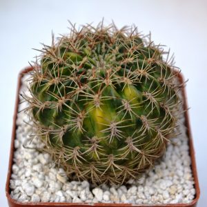 Lobivia acanthoplegma v. pilosa f. variegata