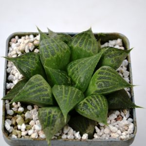 Haworthia magnifica v. acuminata