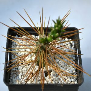 Austrocylindropuntia