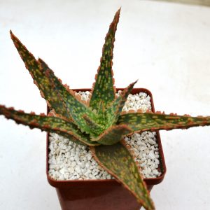 Aloe cv. " Vitro"