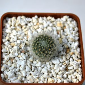 Aylostera muscula