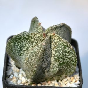 Astrophytum myriostigma  fucuria