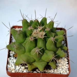 Thelocactus tulensis (Ko)