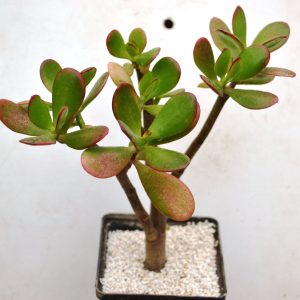 Crassula Ovata "Sunset"
