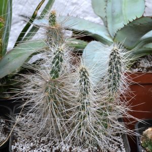 Opuntia poliacantha v. juniperina LZ 53s