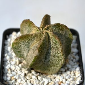 Astrophytum myriostigma x fucuria