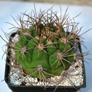 Gymnocalycium saglione