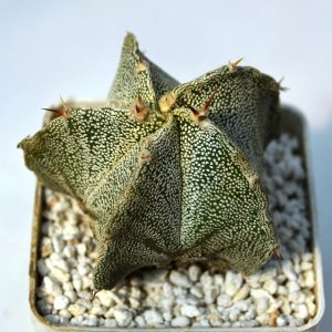 Astrophytum ormy ( ornatum x myriostigma)