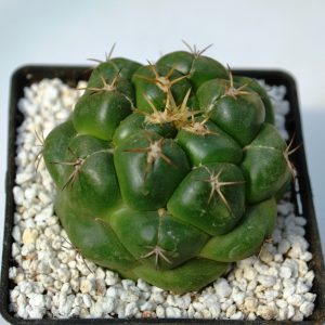 Coryphantha elephantidens (Ko)