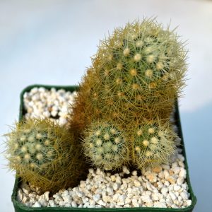 Mammillaria