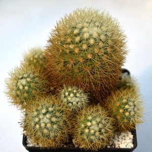 Mammillaria