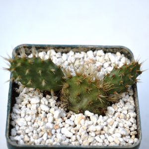 Tunilla corrugata