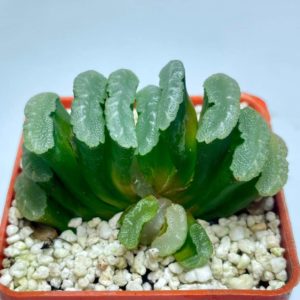 Haworthia truncata