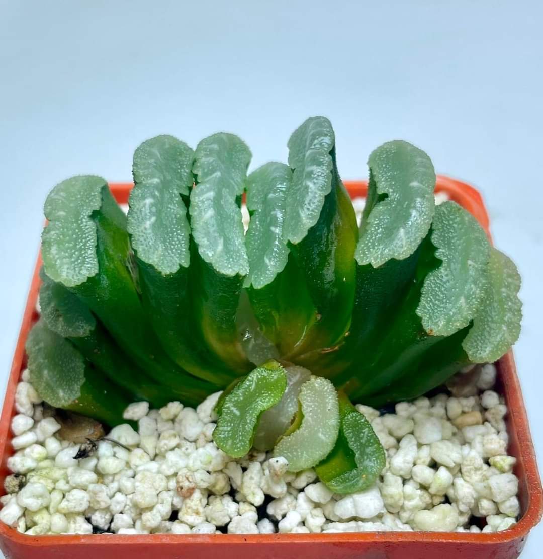 Haworthia truncata