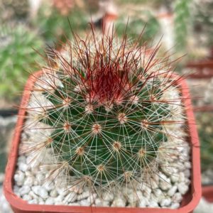 Mammillaria crassior (Ko)