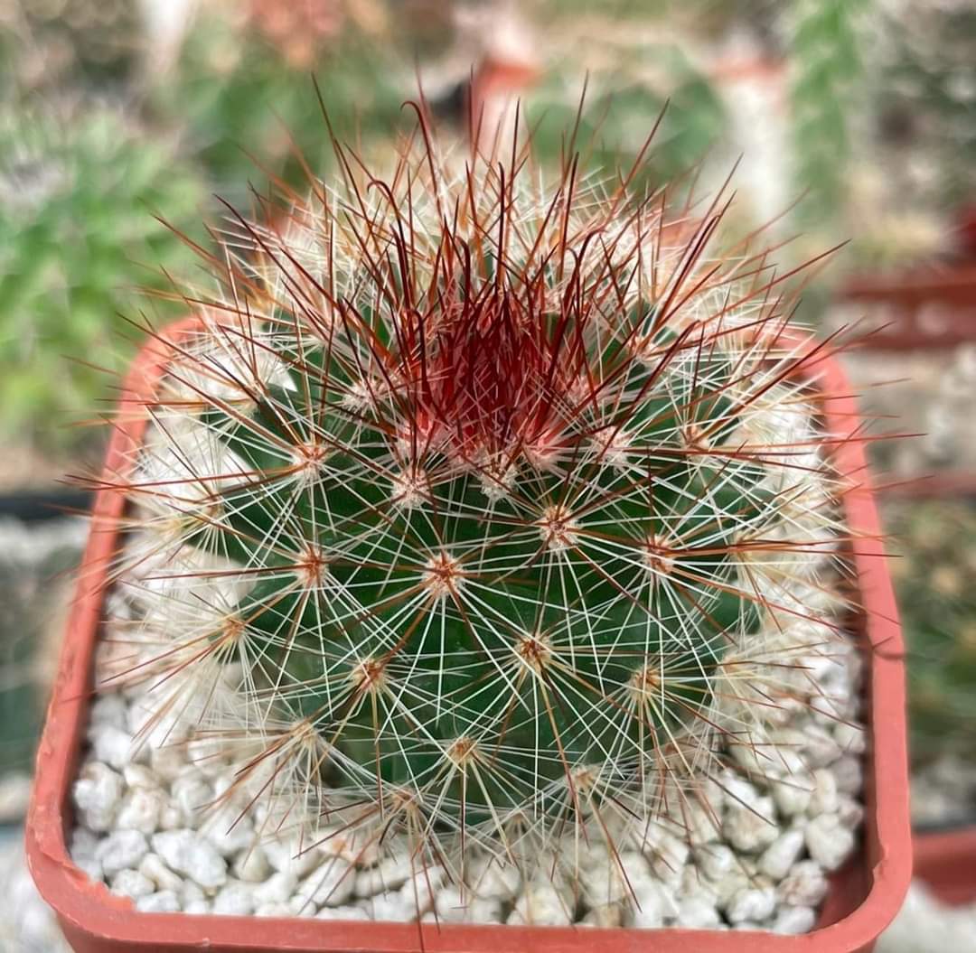 Mammillaria crassior (Ko)