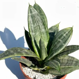 Sansevieria trifasciata Hahnii "Silver Hahnii"