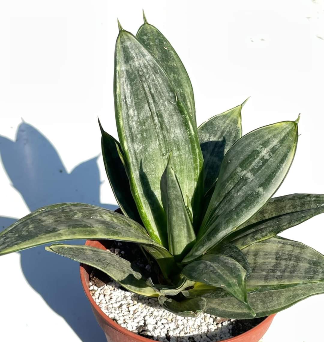 Sansevieria trifasciata Hahnii "Silver Hahnii"