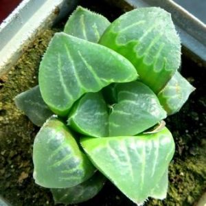 haworthia hybrid