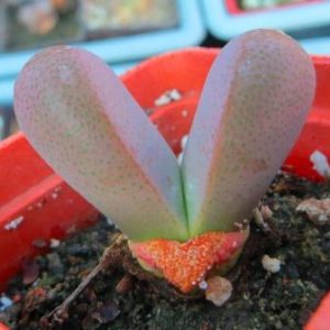 tanquana hilmarii