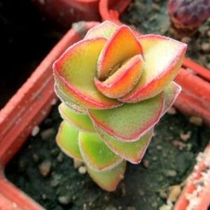 crassula species