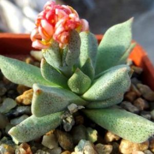 aloinopsis orpenii- каудексный