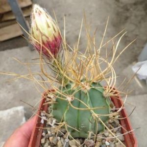 astrophytum senile aureum