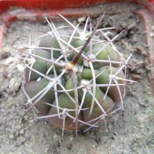gymnocalycium gibbosum chubutense PR 29|72 Rio  Nerro