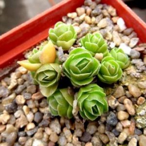 crassula emerald