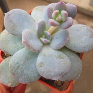 echeveria laui hybrid