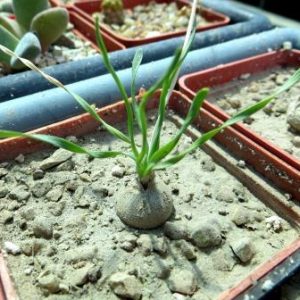IB 11324 drimia spec. Grasridge Daam спиральный лист