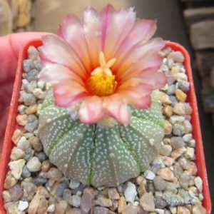 astrophytum rote blute