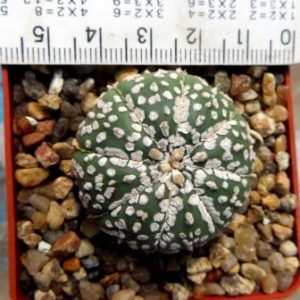 astrophytum super kabuto