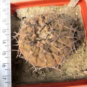 gymnocalicium stellatum Uhlig