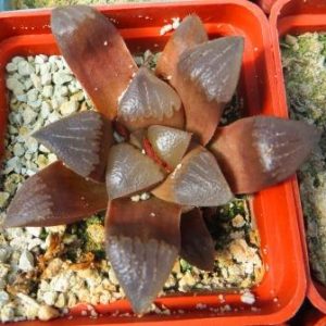 haworthia bayeri hybrid