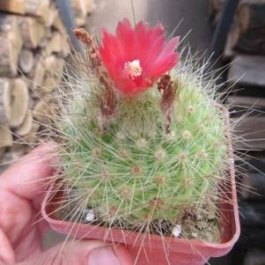 parodia penicillata nivosa
