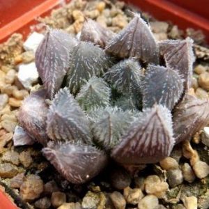 haworthia korizato  x cooperi venusta