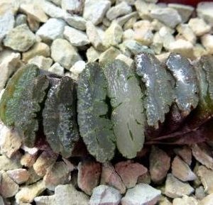 haworthia truncata