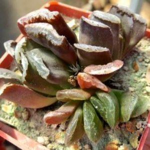haworthia truncata  hybrid