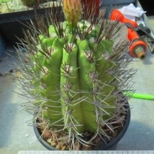 neoporteria  paucucostata