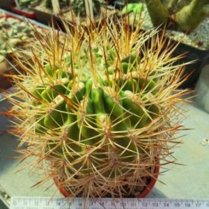 1830.89 neoporteria eriosyzoides