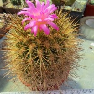 neoporteria coimasensis KK 1554 №2